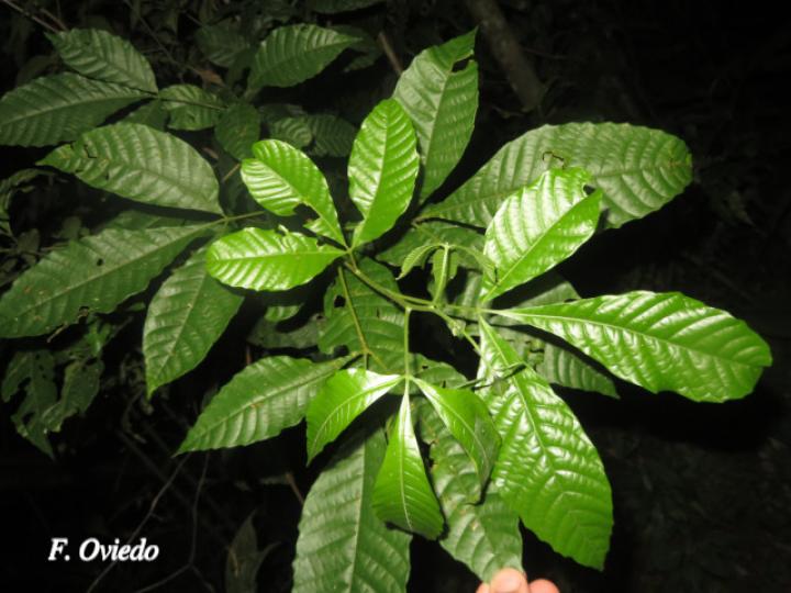 Allophylus psilospermus (Fierrillo, huesillo)