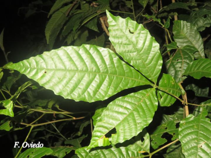 Allophylus psilospermus (Fierrillo, huesillo)