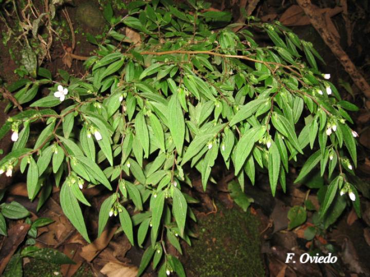 Centradenia inaequilateralis