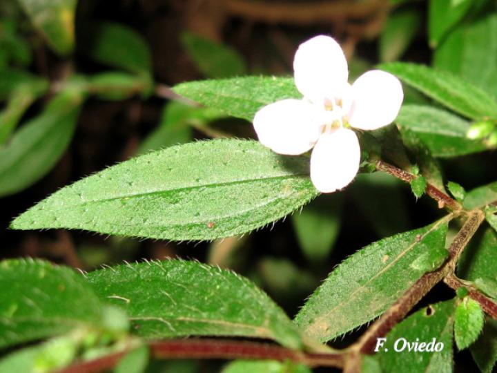 Centradenia inaequilateralis