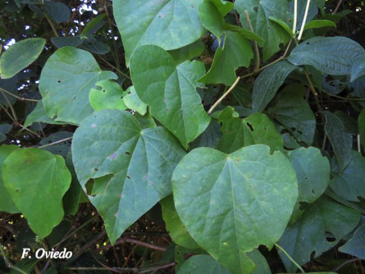 Cissampelos grandifolia