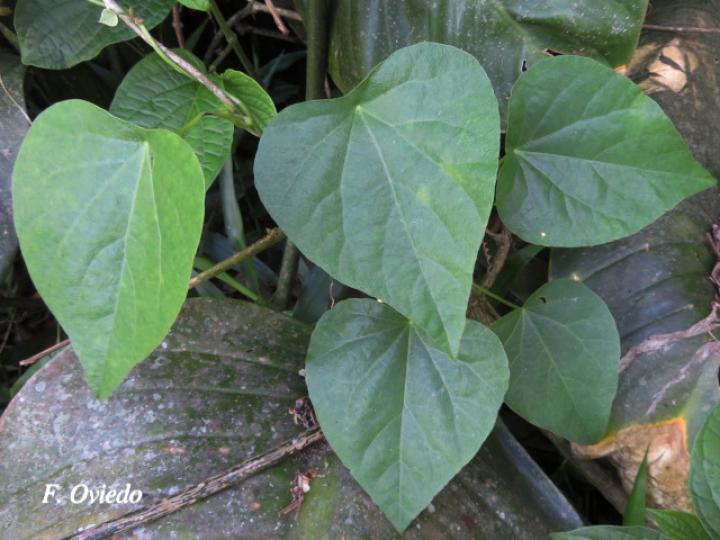 Cissampelos grandifolia