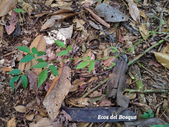 Cissus microcarpa (Llaso, Picapica)