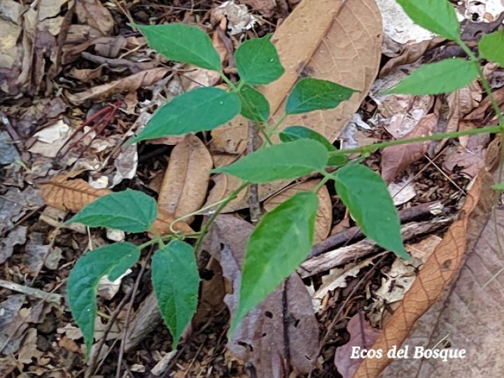 Cissus microcarpa (Llaso, Picapica)