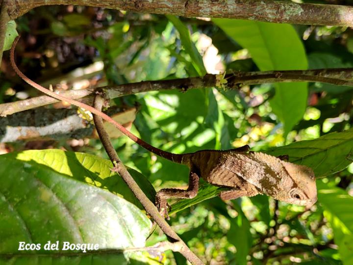 Corythophanes cristatus (Camaleón crestado)