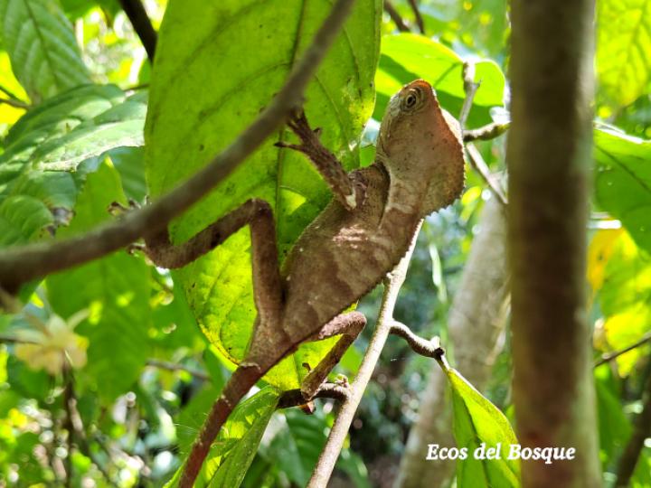 Corythophanes cristatus (Camaleón crestado)