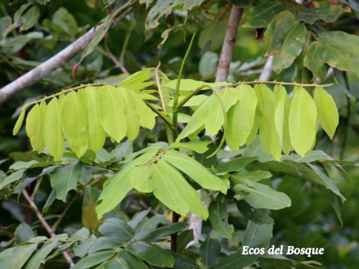Dipteryx panamensis (Almendro de montaña)