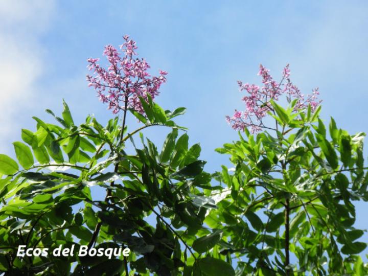 Dipteryx panamensis (Almendro de montaña)