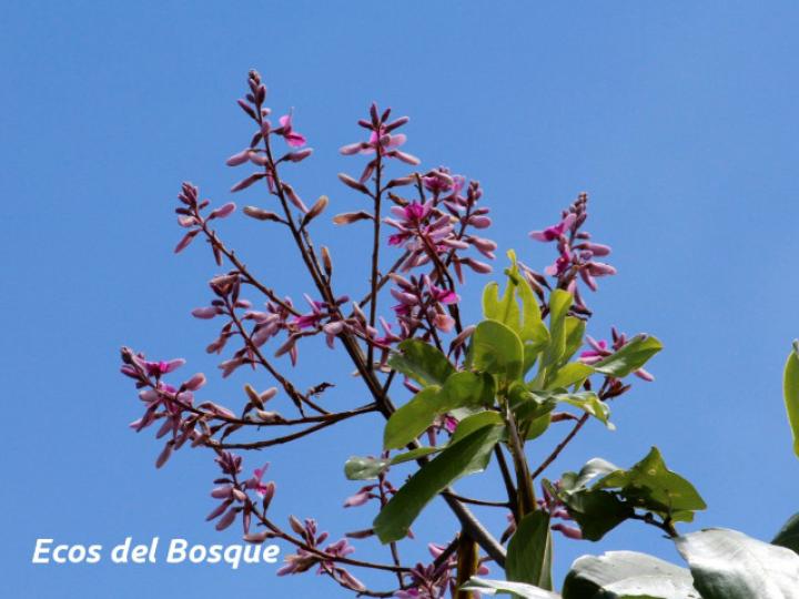 Dipteryx panamensis (Almendro de montaña)