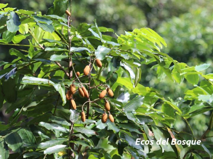 Dipteryx panamensis (Almendro de montaña)
