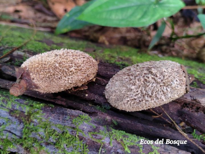 Dipteryx panamensis (Almendro de montaña)