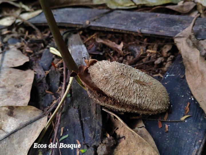 Dipteryx panamensis (Almendro de montaña)