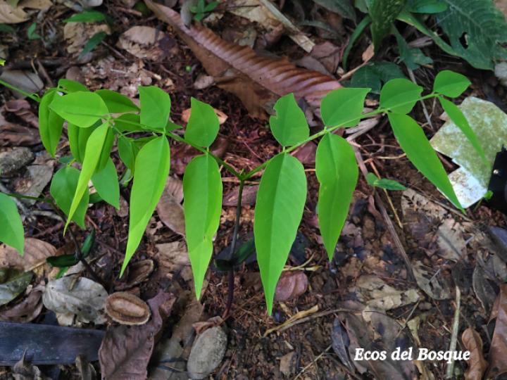 Dipteryx panamensis (Almendro de montaña)