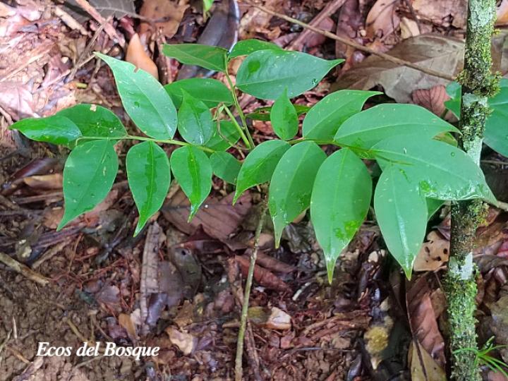 Dipteryx panamensis (Almendro de montaña)