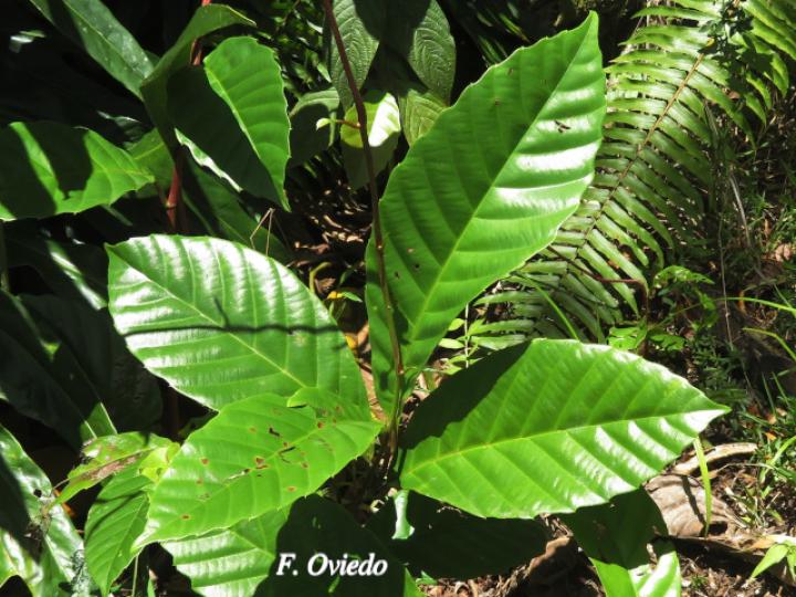 Doliocarpus dentatus (Bejuco de agua)