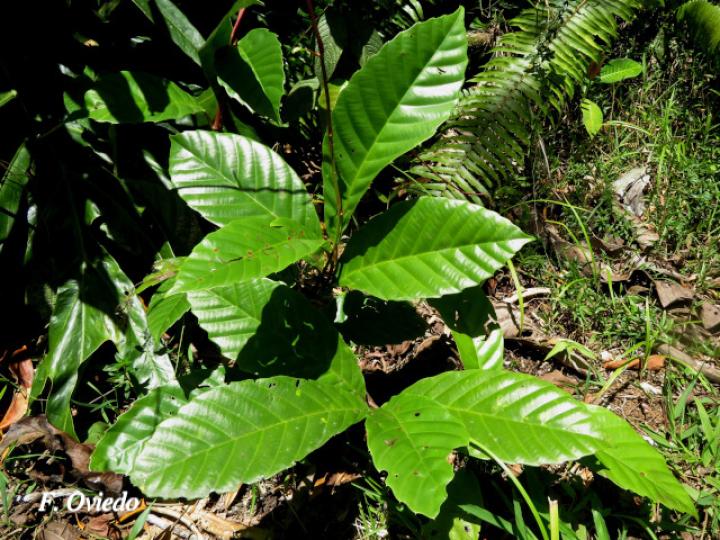 Doliocarpus dentatus (Bejuco de agua)