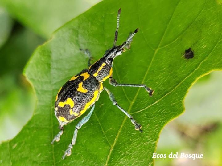 Exophthalmus nicaraguensis