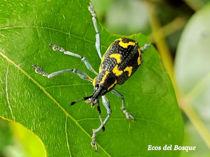 Exophthalmus nicaraguensis