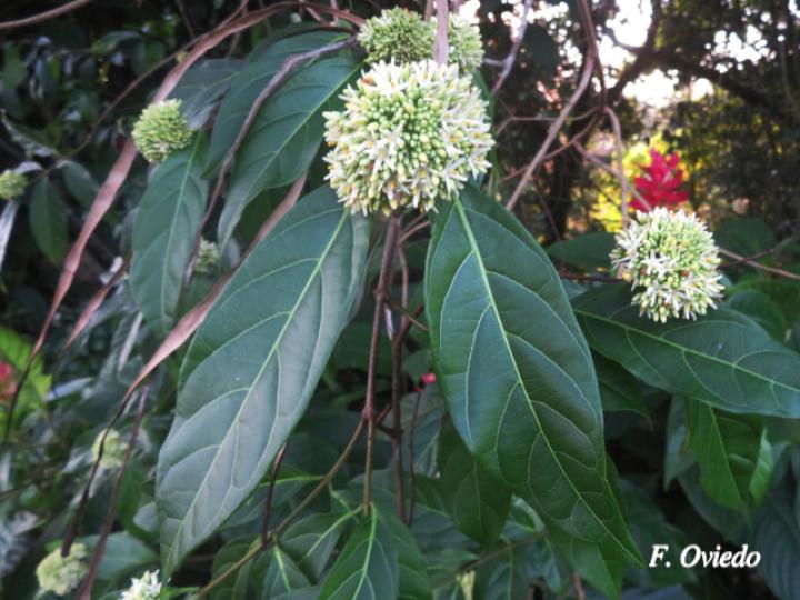 Forsteronia myriantha
