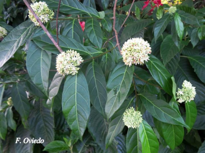 Forsteronia myriantha