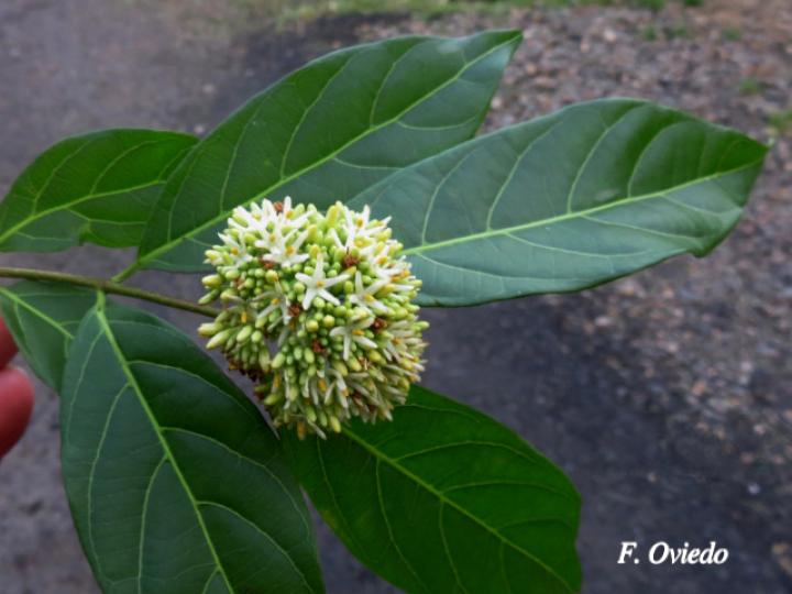 Forsteronia myriantha