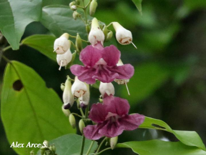 Fridericia schumanniana (Basto colorado)