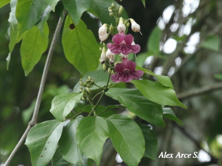Fridericia schumanniana (Basto colorado)