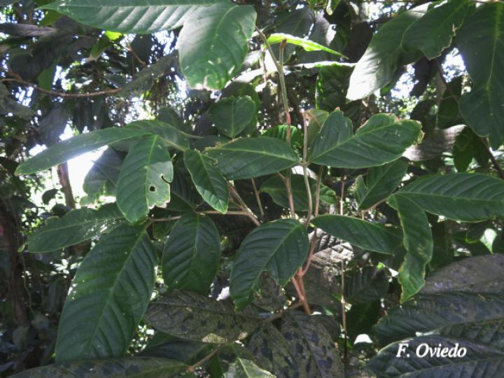 Guarea pilosa