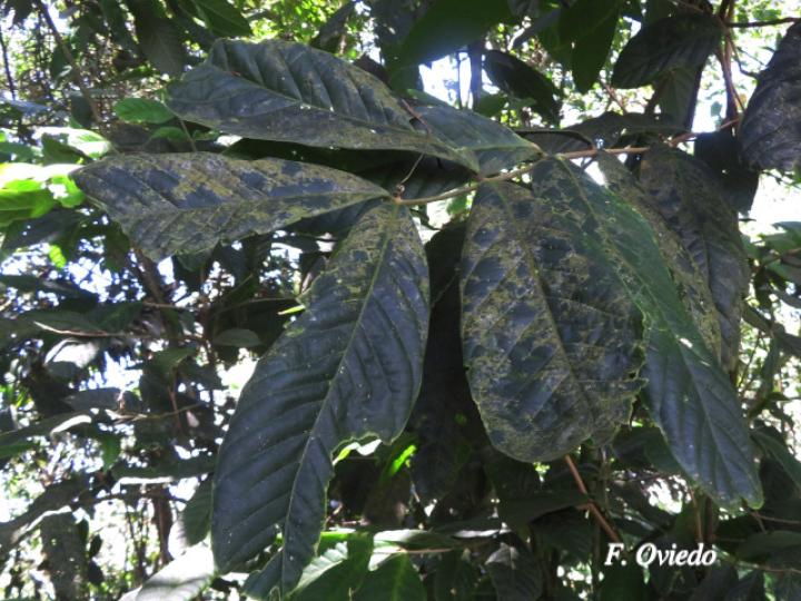 Guarea pilosa
