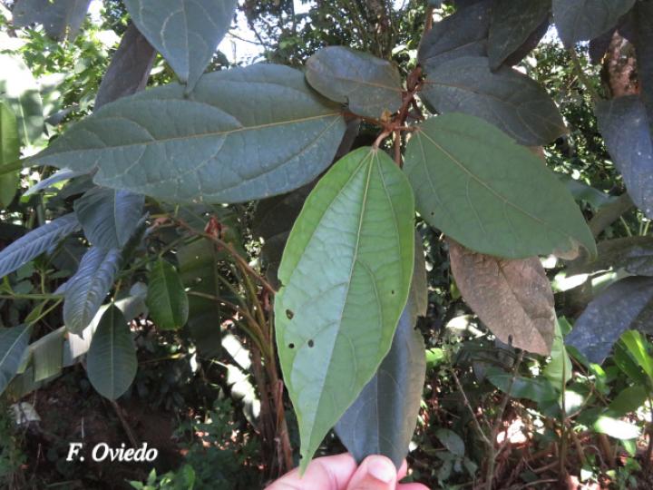 Hampea appendiculata (Burío ratón)