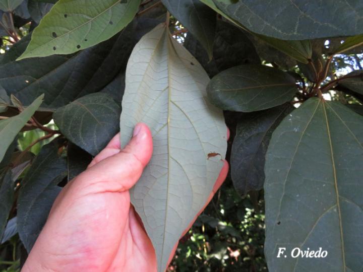 Hampea appendiculata (Burío ratón)