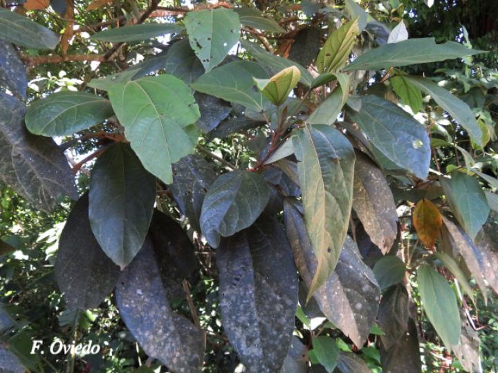 Hampea appendiculata (Burío ratón)