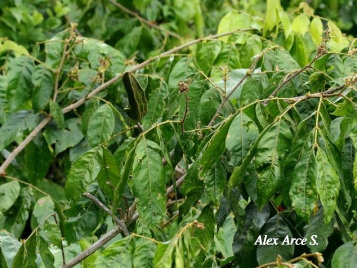 Inga sapindoides (Guabo cuadrado)