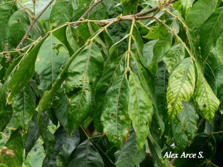 Inga sapindoides (Guabo cuadrado)