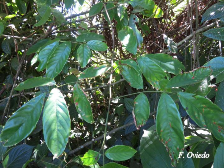 Machaerium floribundum
