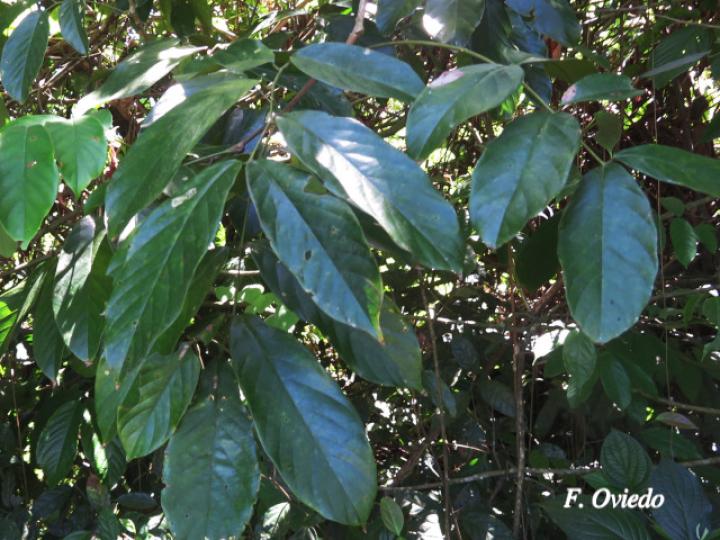 Machaerium floribundum