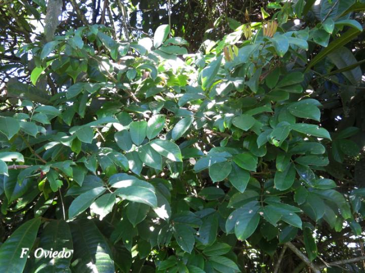 Machaerium floribundum