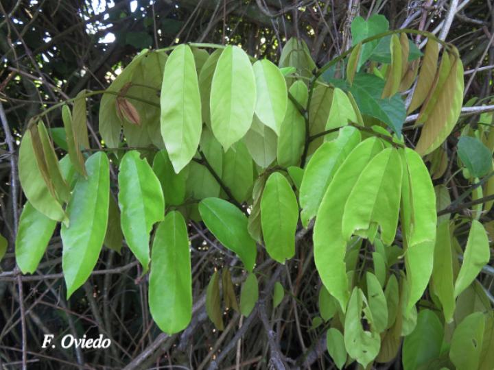 Machaerium floribundum