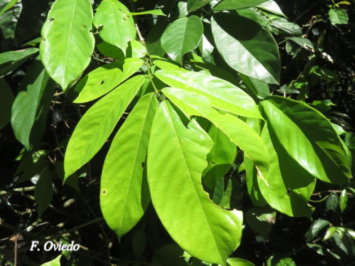 Machaerium floribundum