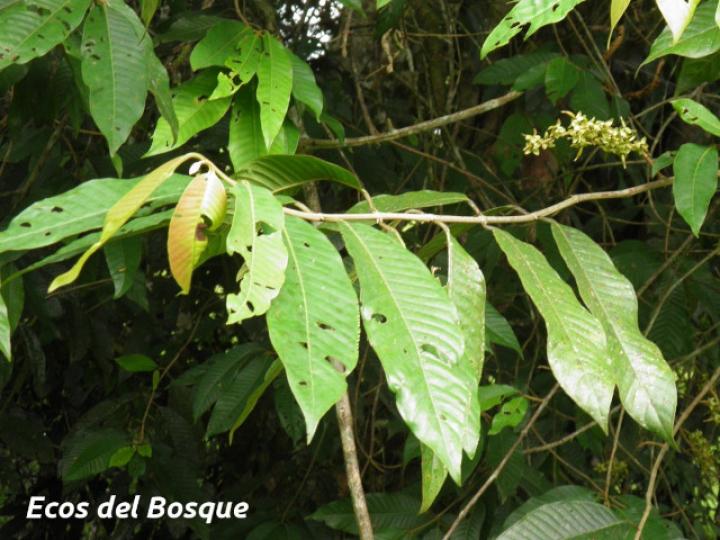 Marila pluricostata (Camarón)