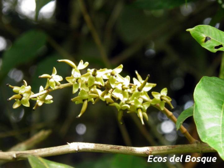 Marila pluricostata (Camarón)