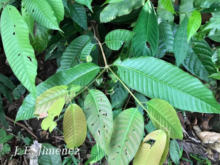 Marila pluricostata (Camarón)