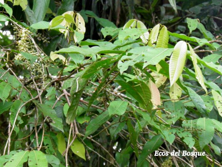 Marila pluricostata (Camarón)