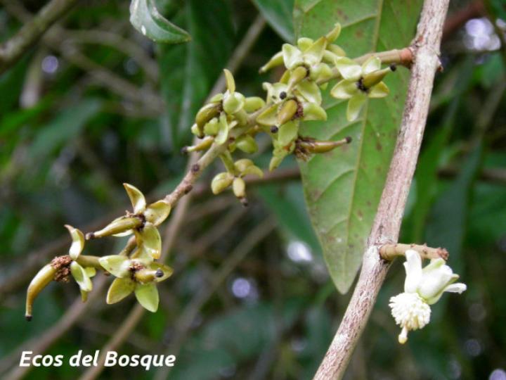 Marila pluricostata (Camarón)