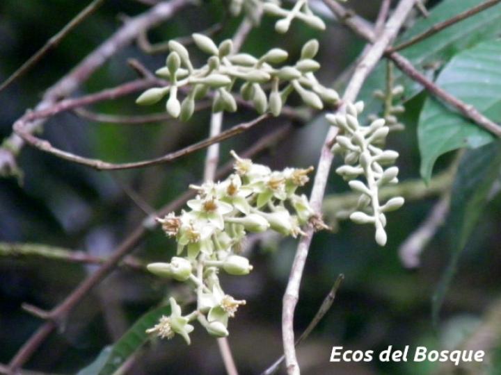 Marila pluricostata (Camarón)