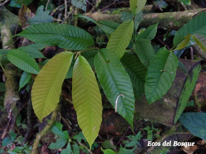 Marila pluricostata (Camarón)