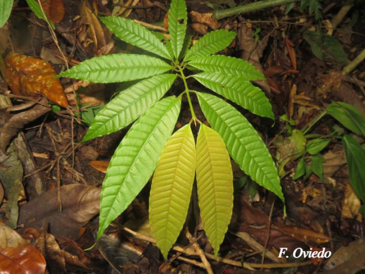 Marila pluricostata (Camarón)