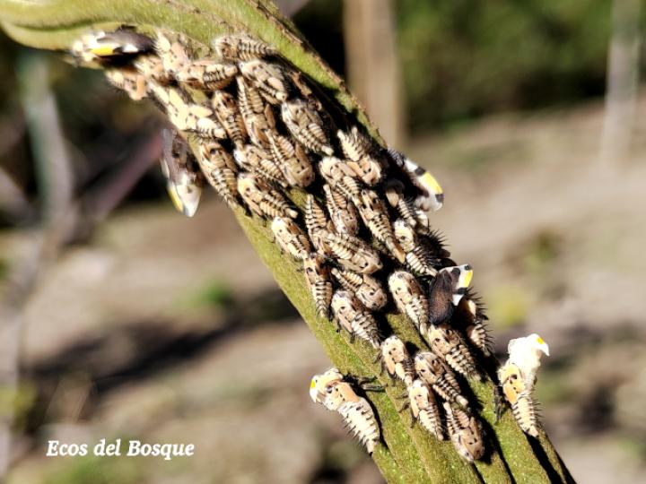 Membracis mexicana (Periquito del nance)