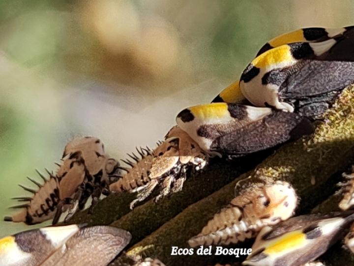 Membracis mexicana (Periquito del nance)