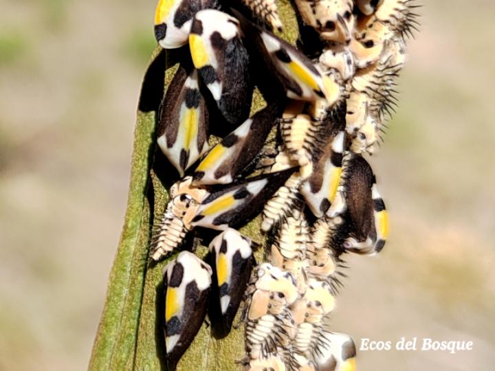 Membracis mexicana (Periquito del nance)